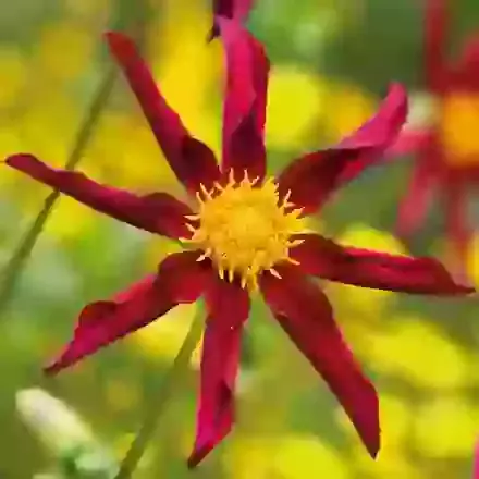 Honka Red